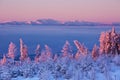 Larch and fir trees covered with frost at sunrise on the slope in Tatranska Lomnica, popular travel destination and ski resort in Royalty Free Stock Photo