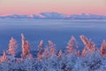 Larch and fir trees covered with frost at sunrise on the slope in Tatranska Lomnica, popular travel destination and ski resort in Royalty Free Stock Photo