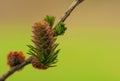 Larch flower