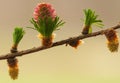Larch flower Royalty Free Stock Photo