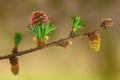 Larch flower Royalty Free Stock Photo