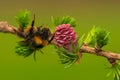 Larch flower Royalty Free Stock Photo