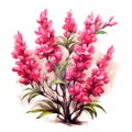 Larch Flower Illustration: Realistic Painted Still Life With Pink Flowers Royalty Free Stock Photo