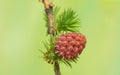 Larch flower