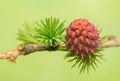 Larch flower Royalty Free Stock Photo