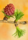 Larch flower