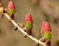 Larch Flowers Royalty Free Stock Photo