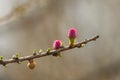 Larch in the foreground Royalty Free Stock Photo