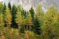 Larch forest Royalty Free Stock Photo