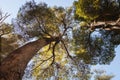 Larch forest in the Andes mountain range, Llao Llao municipal park, Patagonia Royalty Free Stock Photo