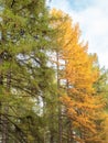 Larch forest in autumn with green and yellowed needles