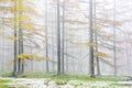 Larch forest in autumn with vivid yellow color