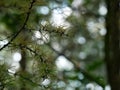 Larch forest nedles branches bokeh