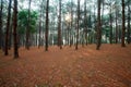 Larch forest with sunlight and shadows at sunrise Royalty Free Stock Photo