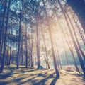 Larch forest with sunlight and shadows at sunrise Royalty Free Stock Photo