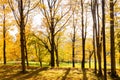 Larch forest with sunlight and shadows at sunset Royalty Free Stock Photo