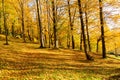 Larch forest with sunlight and shadows at sunset Royalty Free Stock Photo