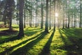 Larch forest with sunlight and shadows Royalty Free Stock Photo