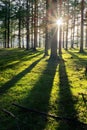 Larch forest with sunlight and shadows Royalty Free Stock Photo