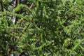 larch fruits. Young green cones on branches larch with needles in park in sun rays, selective focus Royalty Free Stock Photo