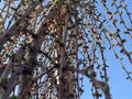 Larch grafted onto a trunk. Bottom view with sky.