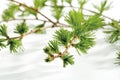 Larch (Larix), close-up