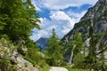 Larch (Larix decidua) tree at Zelenica