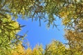 The larch photographed upward with a wide-angle lens in autumn Royalty Free Stock Photo