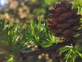 Larch pine cone and needles