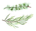 Larch pine and spruce watercolor branches