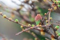 Larch pink flowers blooming in garden close-up. Female cone of european larch. Royalty Free Stock Photo