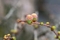 Larch pink flowers blooming in garden close-up. Female cone of european larch. Royalty Free Stock Photo