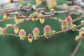 Larch pink flowers blooming in garden close-up. Female cone of european larch. Royalty Free Stock Photo