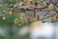 Larch pink flowers blooming in garden close-up. Female cone of european larch. Royalty Free Stock Photo