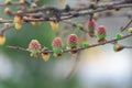 Larch pink flowers blooming in garden close-up. Female cone of european larch. Royalty Free Stock Photo