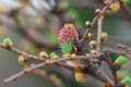 Larch pink flowers blooming in garden close-up. Female cone of european larch. Royalty Free Stock Photo