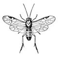 Larch Sawfly, vintage illustration