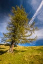Larch Royalty Free Stock Photo