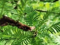Larch with small leaves, tree. Royalty Free Stock Photo