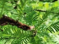 Larch with small leaves, tree. Royalty Free Stock Photo