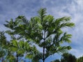 Larch with small leaves, tree. Royalty Free Stock Photo