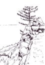 Larch on the steep shore of Lake Baikal, graphic black and white drawing, travel sketch