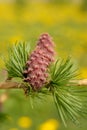 Larch strobiles Royalty Free Stock Photo