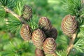 Larch strobiles Royalty Free Stock Photo
