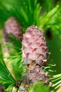 Larch strobiles Royalty Free Stock Photo