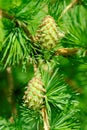 Larch strobiles Royalty Free Stock Photo