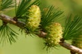 Larch strobiles Royalty Free Stock Photo