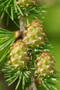 Larch strobiles Royalty Free Stock Photo