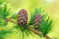 Larch strobiles Royalty Free Stock Photo