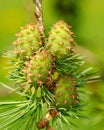 Larch strobiles Royalty Free Stock Photo